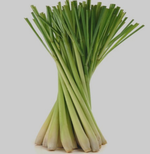 Lemon Grass
